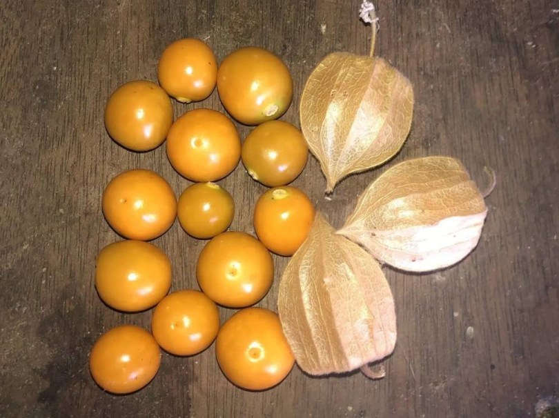 Kiwi földicseresznye - Physalis pubescens, Physalis pubescens, padlizsán